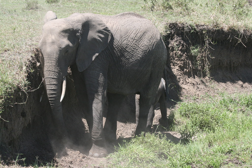 MEMORIAS DE KENIA 14 días de Safari - Blogs de Kenia - MASAI MARA IV (51)