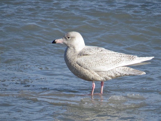 Glaucous Gull (1st Cycle) at North Point Marina in Lake County, IL 20