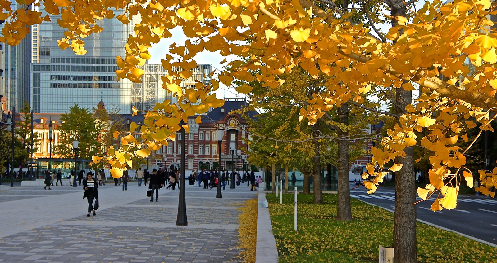 Tokyo Station in background with Ginkgo, Maidenhair color change 