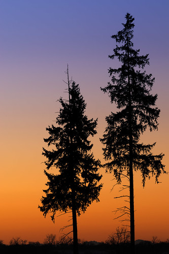 trees silhouette sunrise winterphotos rurallandscapes ontariolandscape