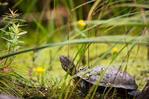 europäische sumpfschildkröte wildpark bad mergentheim tier animal reptil schildkröte european pond turtle terrapin emys orbicularis