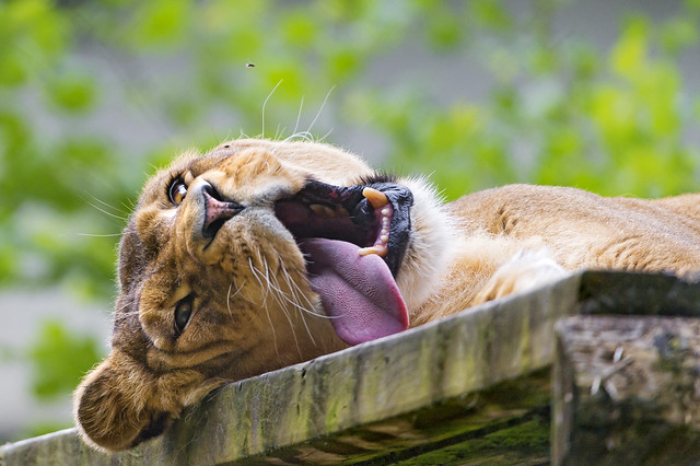 Funny portrait of the lioness on the platform