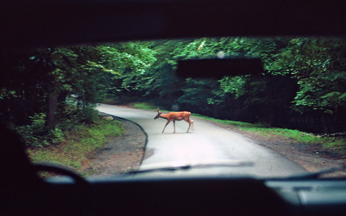 A deer crosses a rural road. Deer are often on the move in the fall and early winter, especially at dusk. (USDA Agricultural Research Service/Charles T. Bryson_Bugwood.org)