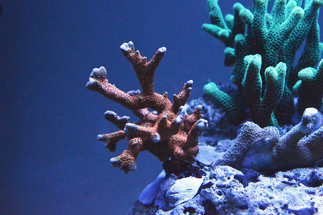 EdoVan's Shallow Nano Reef 150L - Page 4 15819579320_3fd41889ba_z