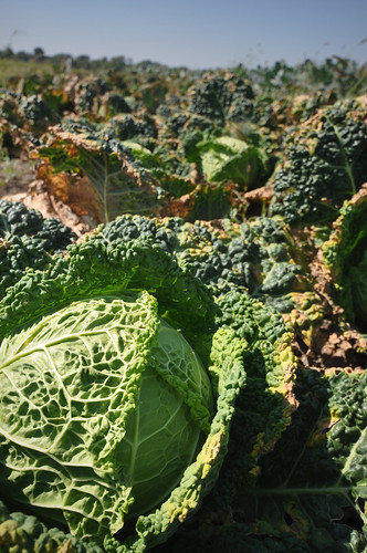 Certified organic cabbage growing on the farm will be sold to local retailers and at farmers’ markets. NRCS photo by Ron Nichols.