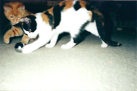Cats 2001