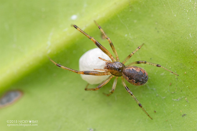 Comb-footed spider (Anelosimus sp.) - DSC_2000