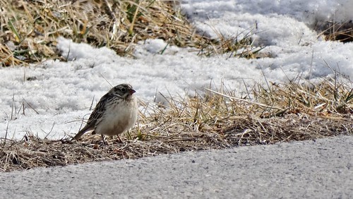winter snow bird rare longspur smithslongspur calcariuspictus