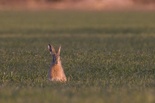 light sunset colour rabbit bunny green nature animal canon germany looking wildlife tele dslr mainz ried