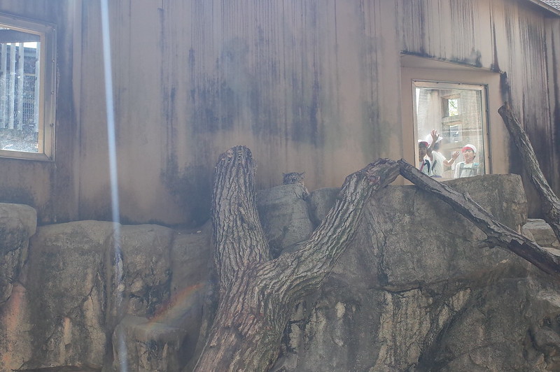 神戸王子動物園雪豹