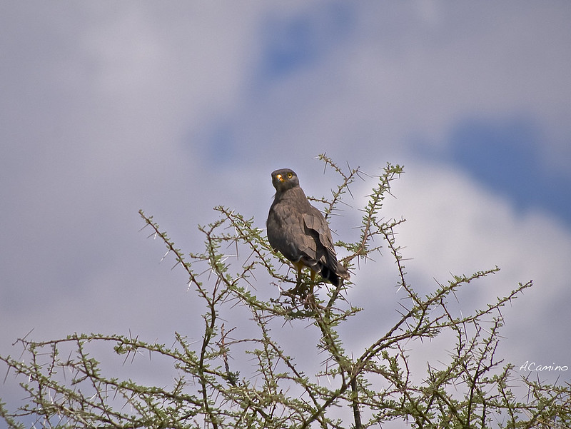 Safari en Samburu: Jirafas, Elefantes, Leones, Guepardos y muchísimos pájaros - 12 días de Safari en Kenia: Jambo bwana (55)