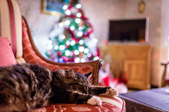 Lazy Christmas to you all !!! - Photo of Flesselles