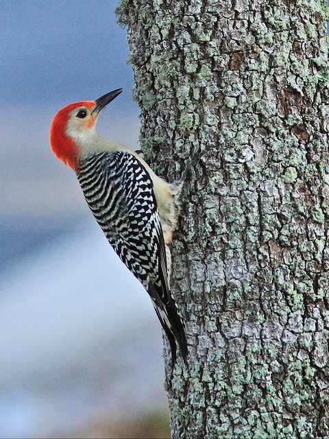 Red-bellied Woodpecker 3-20150123