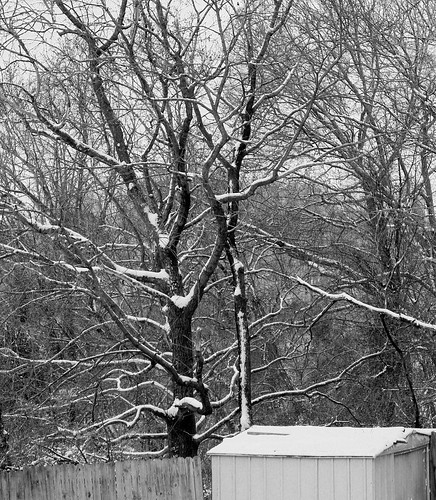 snow blackwhite irphotography ashevillenc ashevillenorthcarolina snowontreebranches katharinehanna