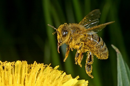 apismellifica apis mellifica mellifera honigbiene biene honey bee fliegend im flight flying apismellifera wilhelmshaven deutschland fauna flug germany insekt insektenflug insect imflug inflight fliegen