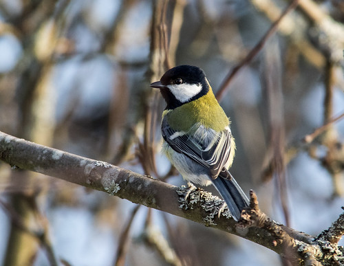winter bird suomi finland talvi lintu 2015 akaa talitainen