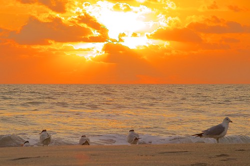 ocean beach birds sunrise dawn surf florida indialantic