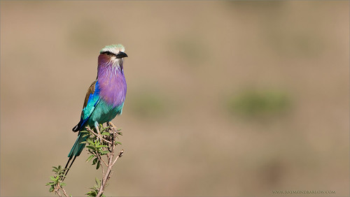 africa travel color bird tanzania wildlife workshop raymondbarlowphototours