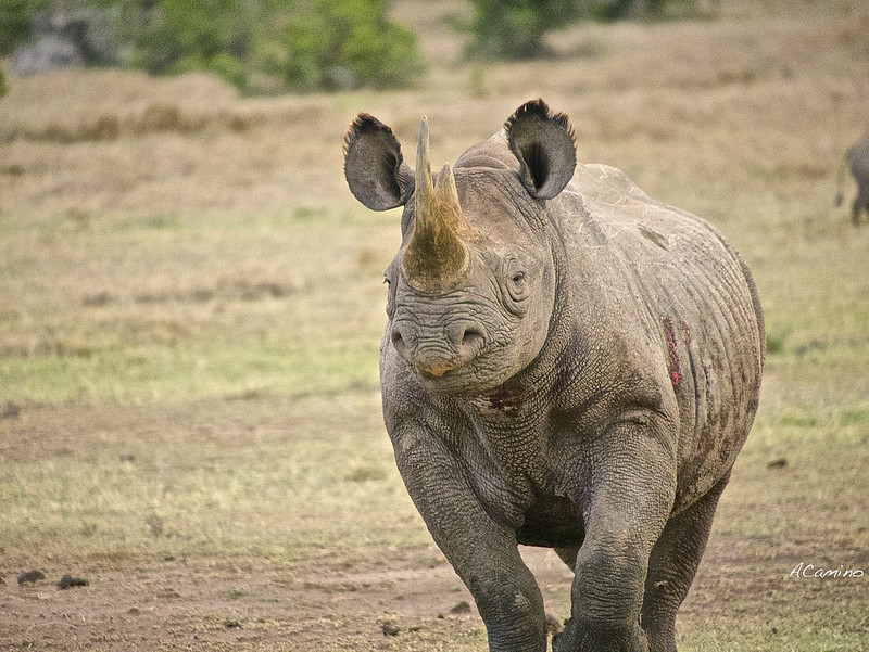 Parque de Sweetwaters: cara a cara con el Rinoceronte Negro - 12 días de Safari en Kenia: Jambo bwana (26)