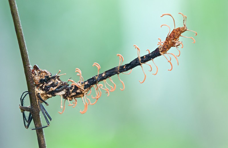 Dragonfly with Cordyceps infection (Ophiocordyceps odonatae)