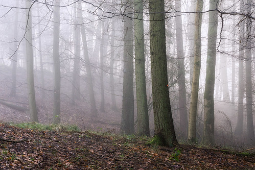 trees light mist misty fog landscape woods mood sony cotswolds gloucestershire snowshill a6000 jactoll