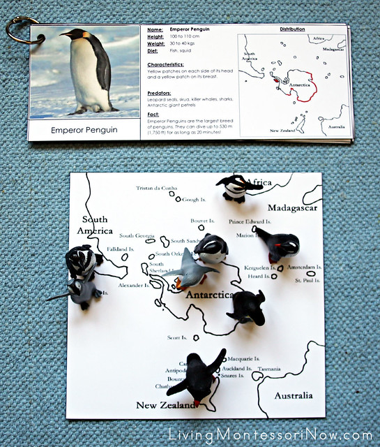 Penguin Geography Layout