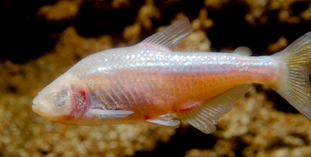 Blind Cave Fish (Astyanax mexicanus)_5