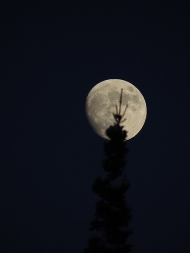 moon tree lune hand main