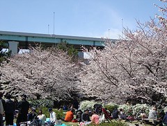 辰己の森桜　2012さくらまつり
