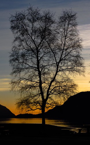 winter sunset tree water silhouette canon britishcolumbia inlet porteaucove canon7d 2470mf28