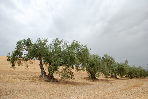 andalucía granada olivo
