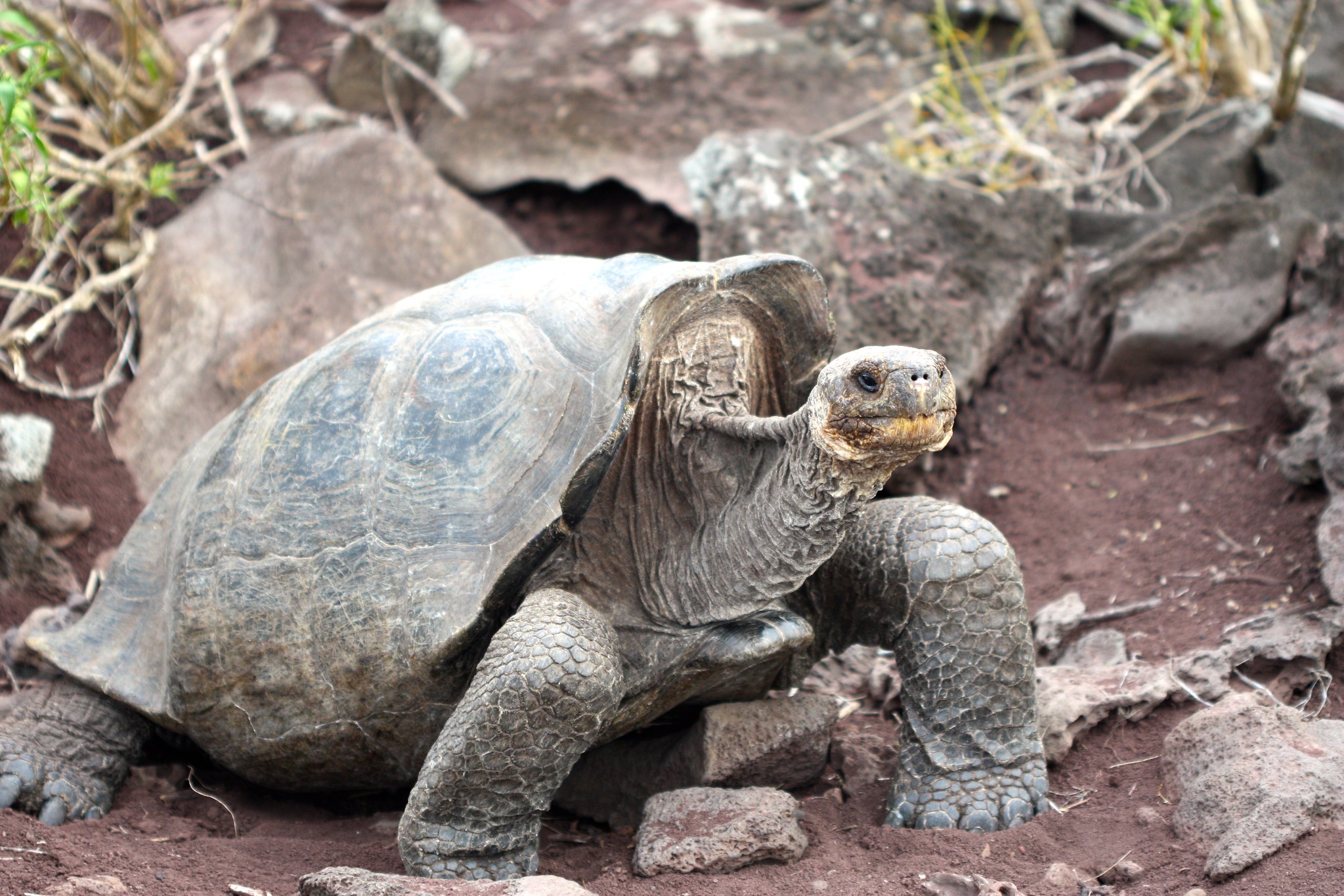 Абингдонские слоновые черепахи. Галапагосские черепахи Дарвин. Галапагосская черепаха. Галапагосская слоновая черепаха. Галапагосская черепаха одинокий Джордж.