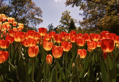 flowers orange spring tulips botanicalgarden longwoodgardens wideanglelens tokina1116mm zunikoff