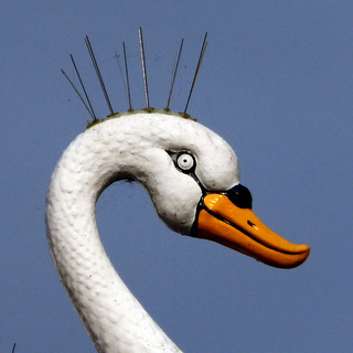 spiky swan