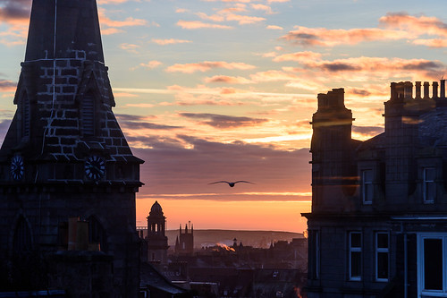 sky seagulls birds sunrise buildings garden dawn scotland aberdeen residential