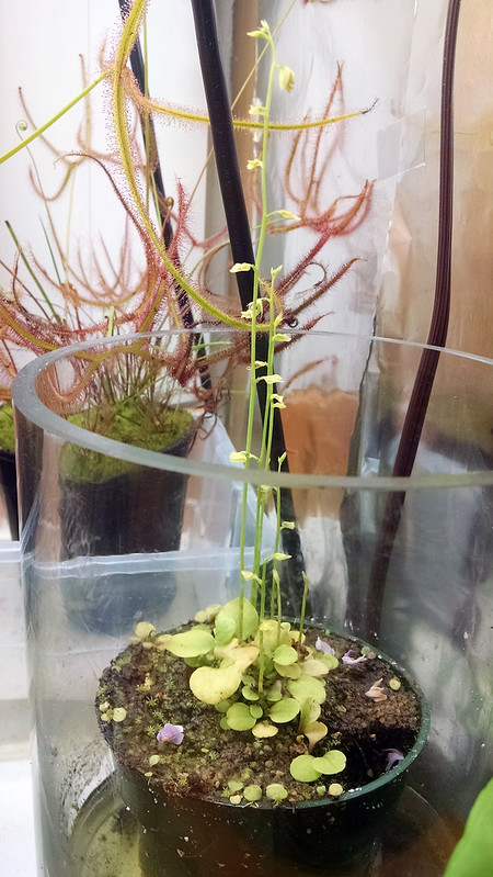 Utricularia calycifida