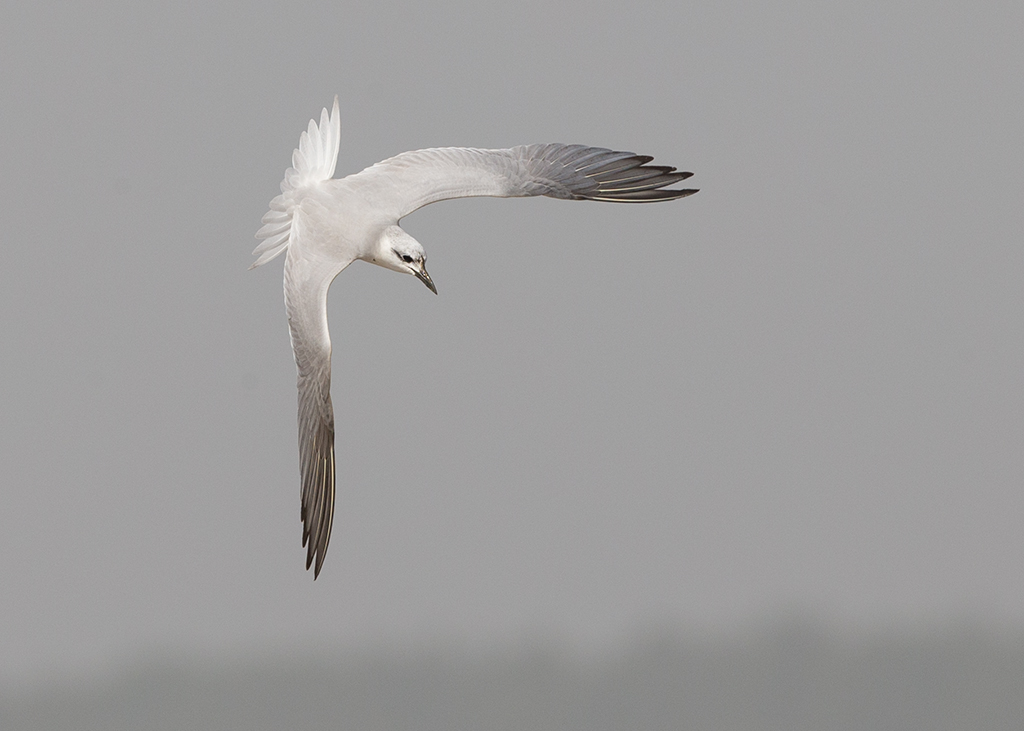 Gull-billed Tern  Gambia
