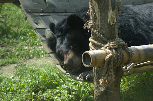 The bear sleeps on a firehose hammock
