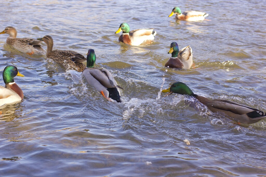ducks bourton on the water river bird
