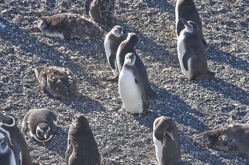 【写真】2015 世界一周 : ビーグル水道（ペンギン生息地）/2018-10-19/PICT8821