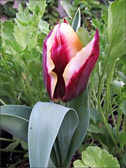 Bicolor tulip