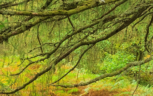 trees colour tree green nature lines rural forest flow scotland woods flora unitedkingdom argyll shapes places elegant idyll larch hdr gbr inverawe