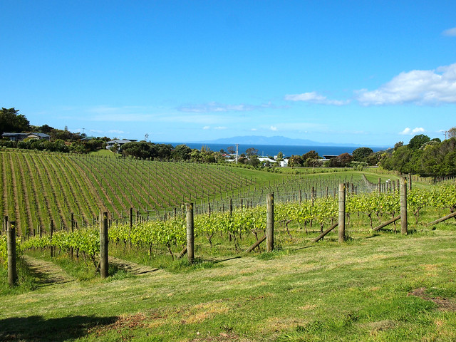 Vineyards on Waiheke Island