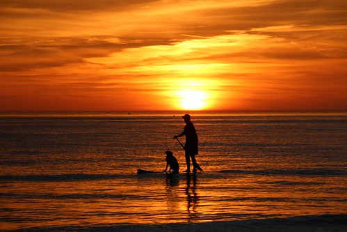 sunset dog man water mexico surf gulf smooth golds oranges yellows siestakey paddleboard