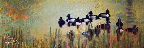 Image of several American Coots swimming at the Viera Wetlands