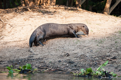 Giant Otter - on the river bank