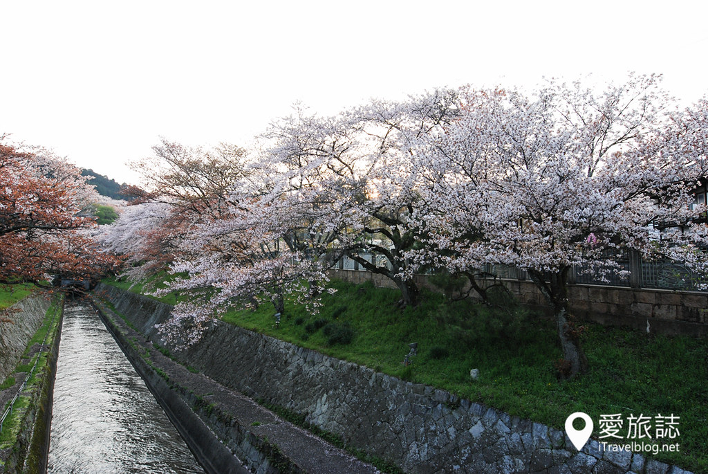 京都赏樱景点 琵琶疏水道