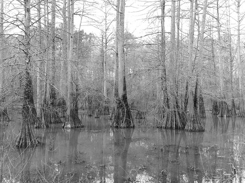tree swamp stump trunk cupressaceae conifer buttress baldcypress taxodium taxodiumdistichum