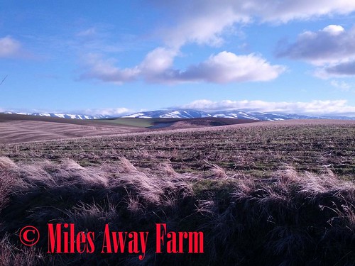 Blue Mountains & Wheat Field