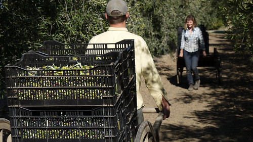 Harvesting Olives